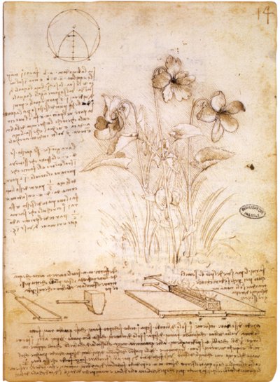 Geometric Figures and Botanical Drawing by Leonardo da Vinci